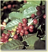 Fruto